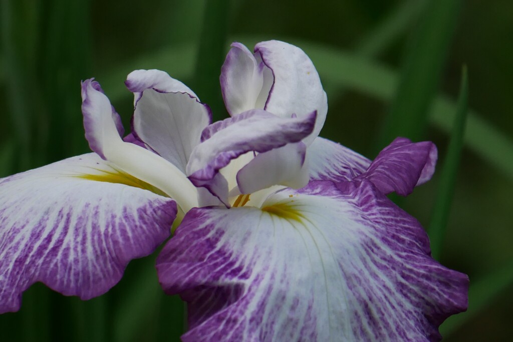 明治神宮御苑の花菖蒲（2）