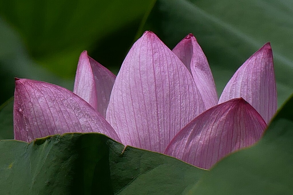 蓮池に咲く ― ハスの花 ④