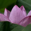 蓮池に咲く ― ハスの花 ④