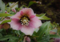 クリスマスローズ