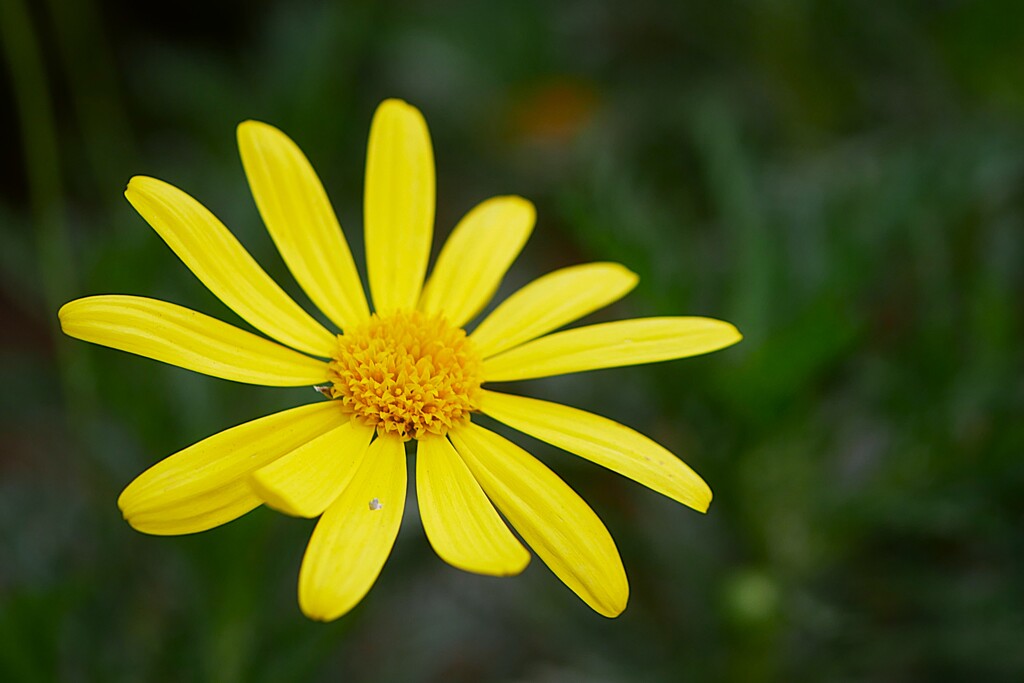 ② ユリオプスデージー