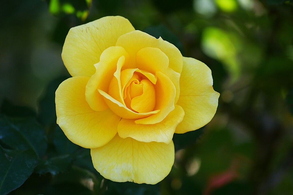 ④ 秋薔薇を撮る！