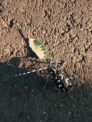 昆虫に遭遇！
