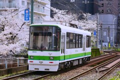 ④ 桜と東京さくらトラム（都電荒川線）を撮る！