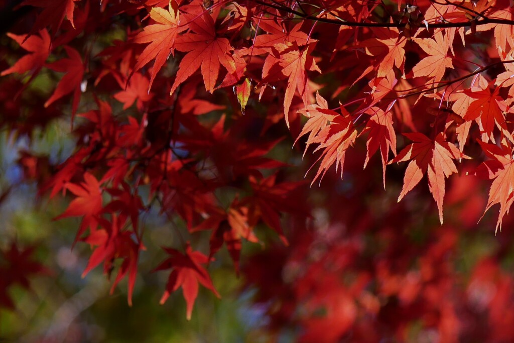 ⑥ 紅葉は、今が見頃でした。