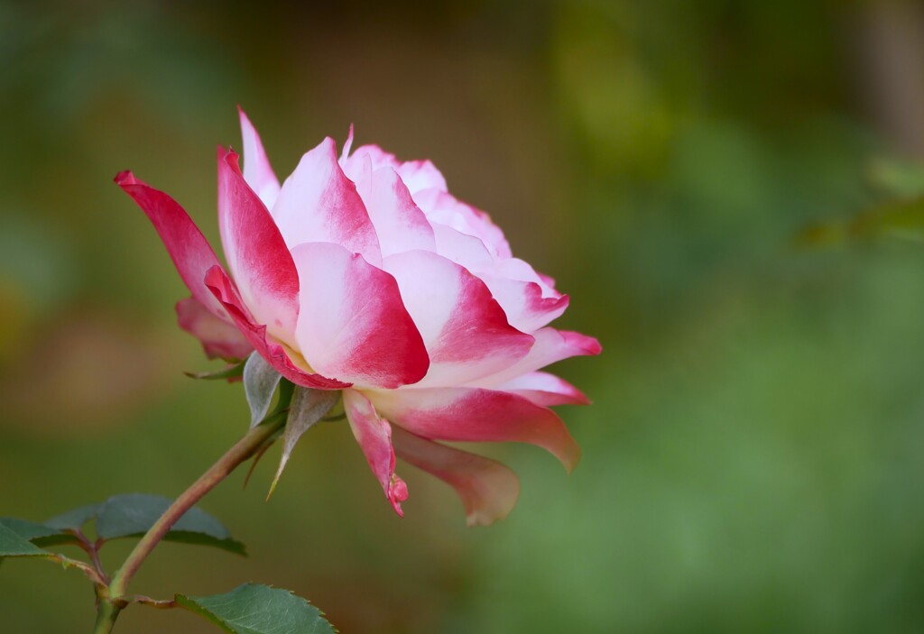 谷津バラ園の薔薇（6）