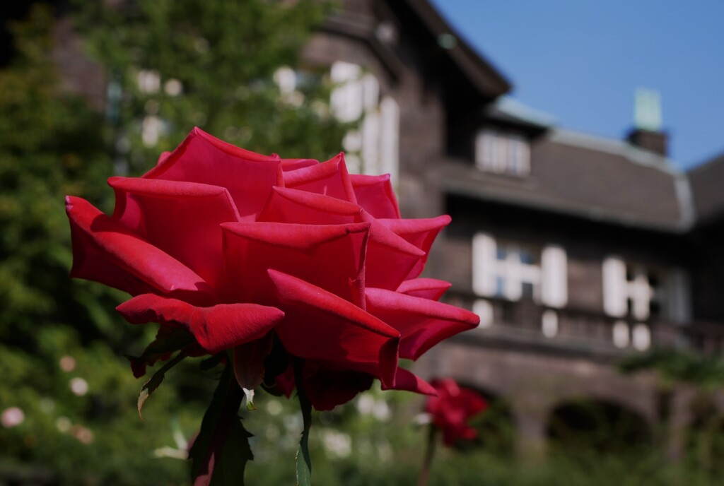 洋館と薔薇