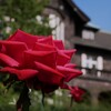 洋館と薔薇