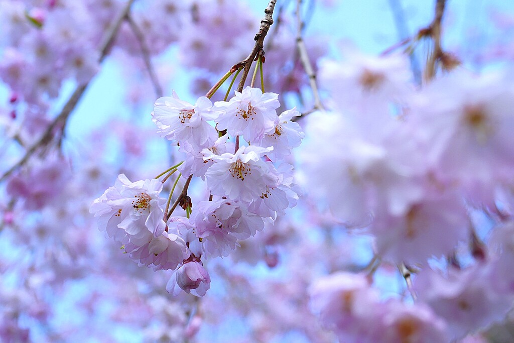 松月院の枝垂れ桜 ②