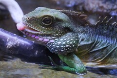 インドシナウォータードラゴン