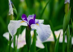 ④ 花菖蒲（ハナショウブ）
