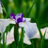 ④ 花菖蒲（ハナショウブ）