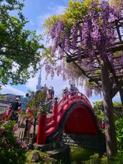 ① 亀戸天神で藤の花を・・・