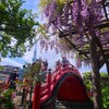 ① 亀戸天神で藤の花を・・・