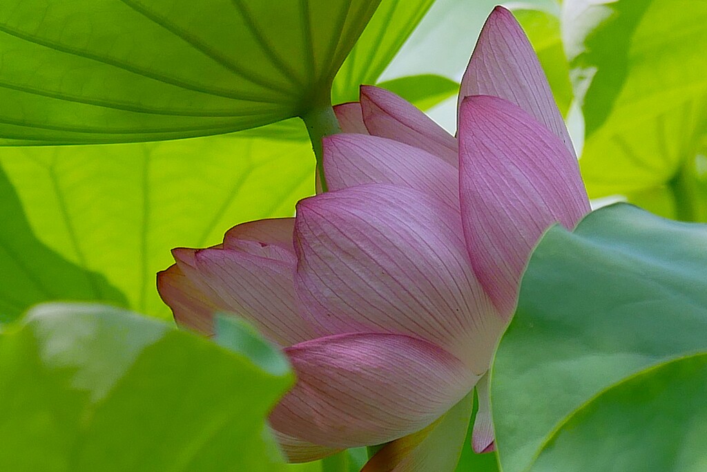 蓮池に咲く ― ハスの花 ①