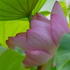 蓮池に咲く ― ハスの花 ①