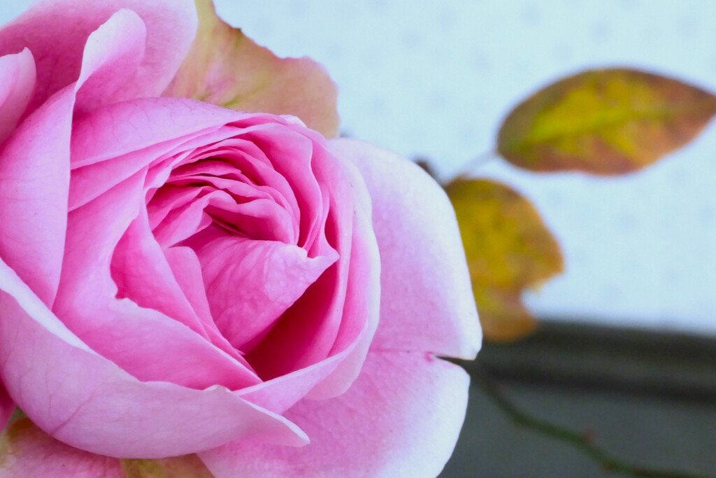 薔薇が・・・