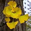 色づくイチョウの葉っぱ