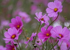③ 浜離宮恩賜庭園の秋桜