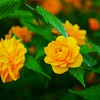 八重ヤマブキ
