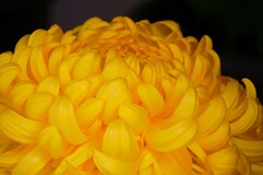 ① 湯島天神 菊まつり