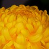 ① 湯島天神 菊まつり