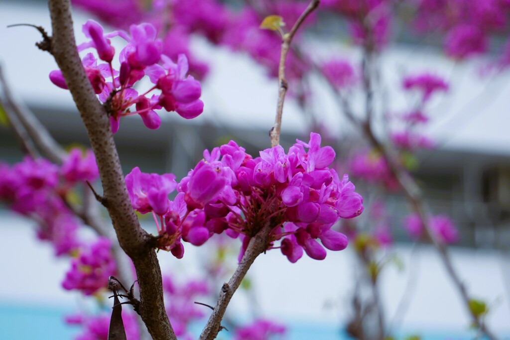 ハナズオウ（花蘇芳）です。