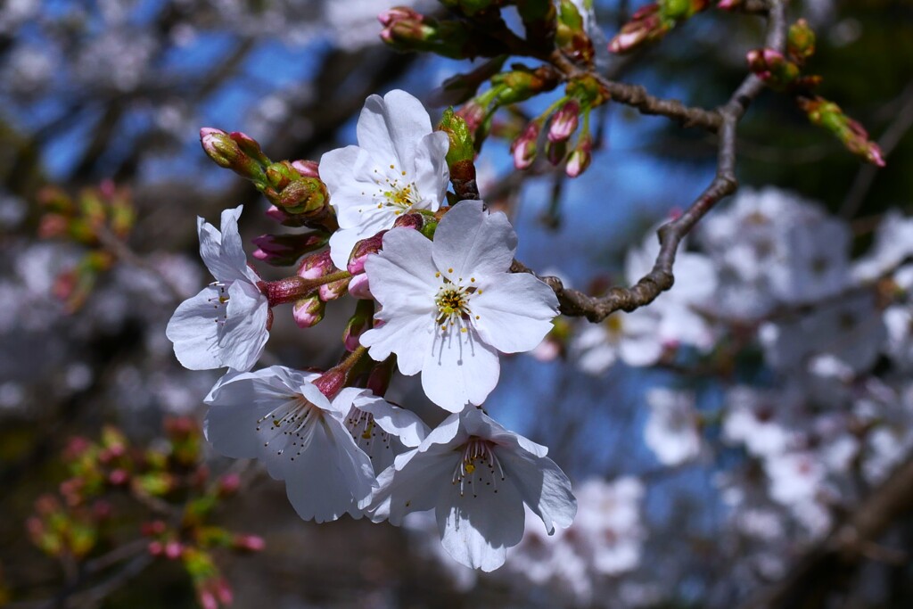 公園のサクラ咲く（1）