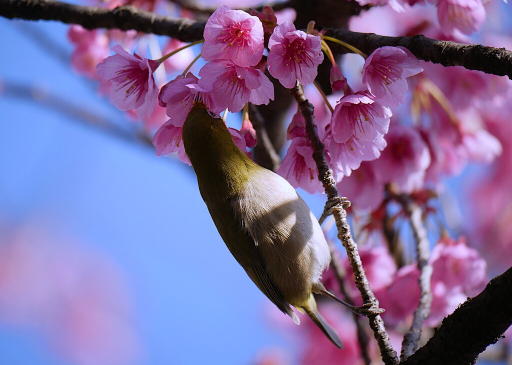 めっちゃ美味しいけど・・・