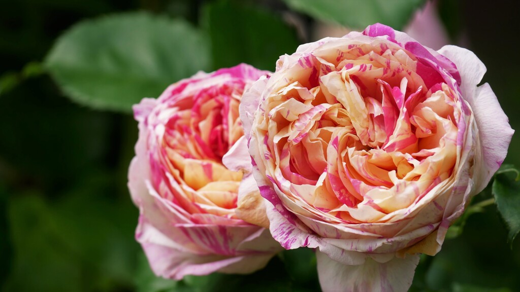 薔薇（5）