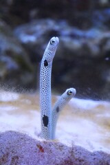 チンアナゴ 