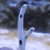チンアナゴ 