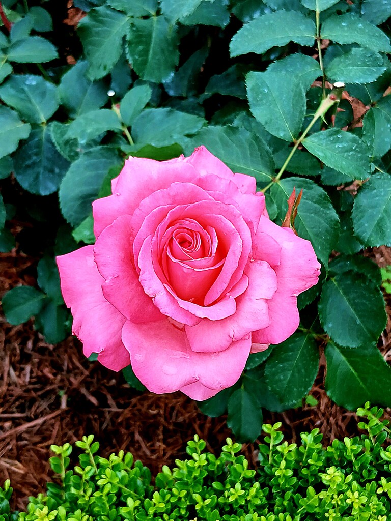 ③ 春バラ