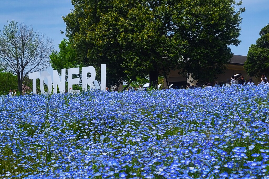 舎人公園 × ネモフィラ花壇（2）