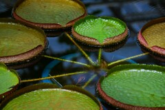「大温室」の水生植物 ⑤ オオオニバス