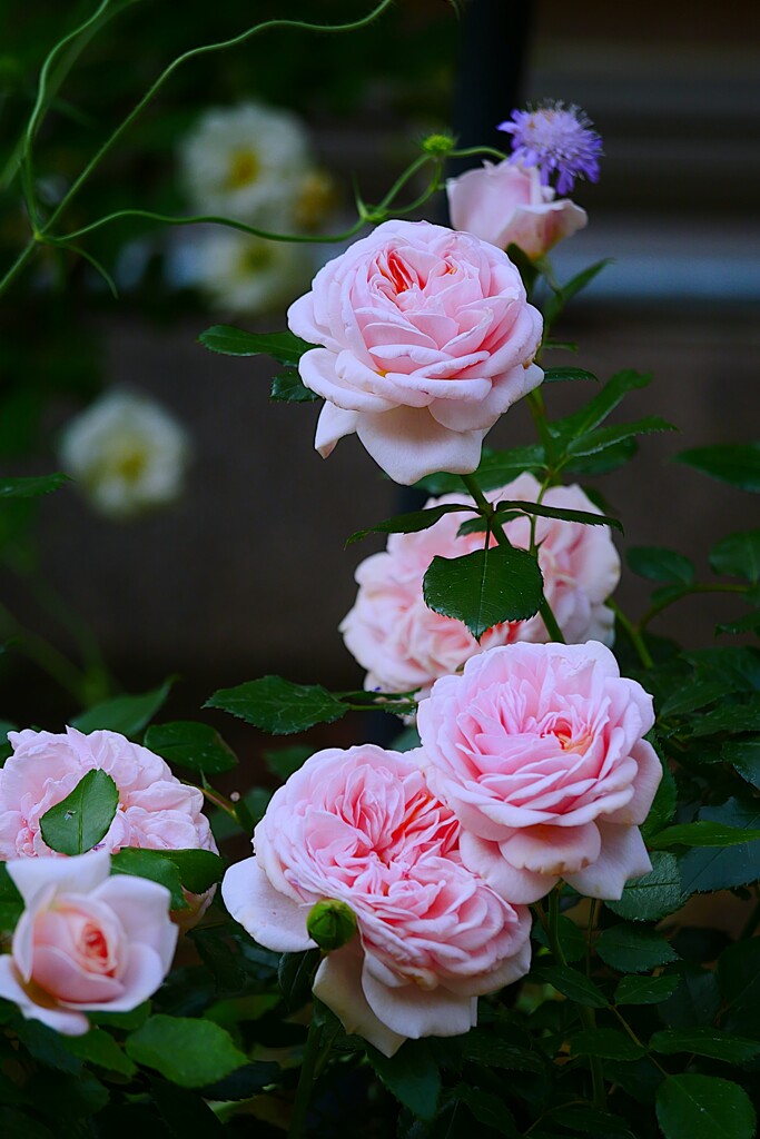 ⑤ 春の薔薇