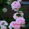 ⑤ 春の薔薇