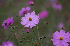 ④ 浜離宮恩賜庭園の秋桜