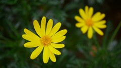 ③ ユリオプスデージー