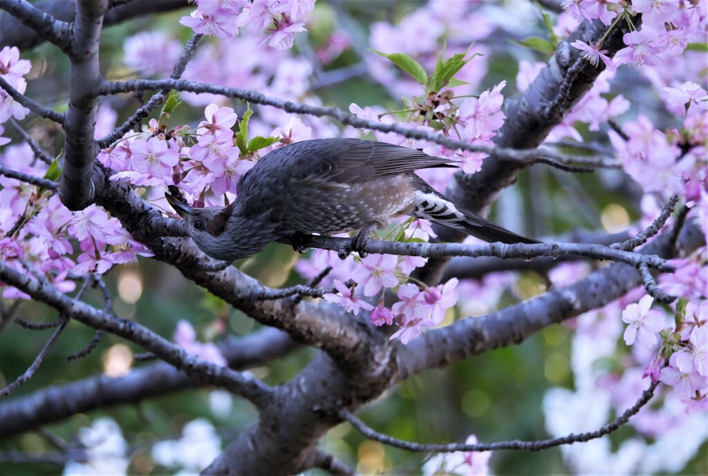 河津桜とヒヨドリ（2）