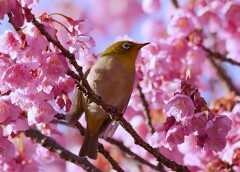 寒緋桜とメジロ