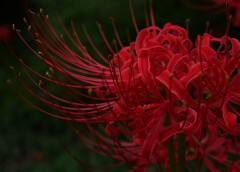 複雑に絡み合う花