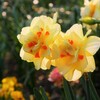 八重咲きの水仙「タヒチ」です。