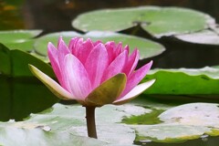 睡蓮 ①