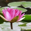 睡蓮 ①