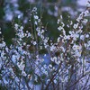 境内の白梅