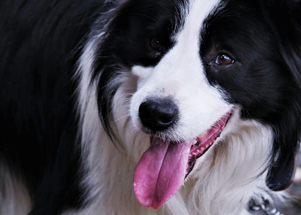 お友達のわんちゃん（2）