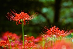 自然観察園の彼岸花 ②