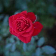 四季の香ローズガーデンの薔薇 ⑥