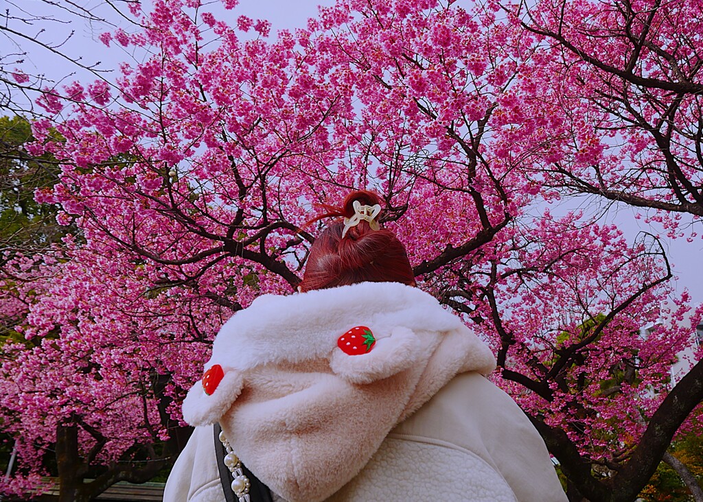 寒緋桜の前に人が・・・
